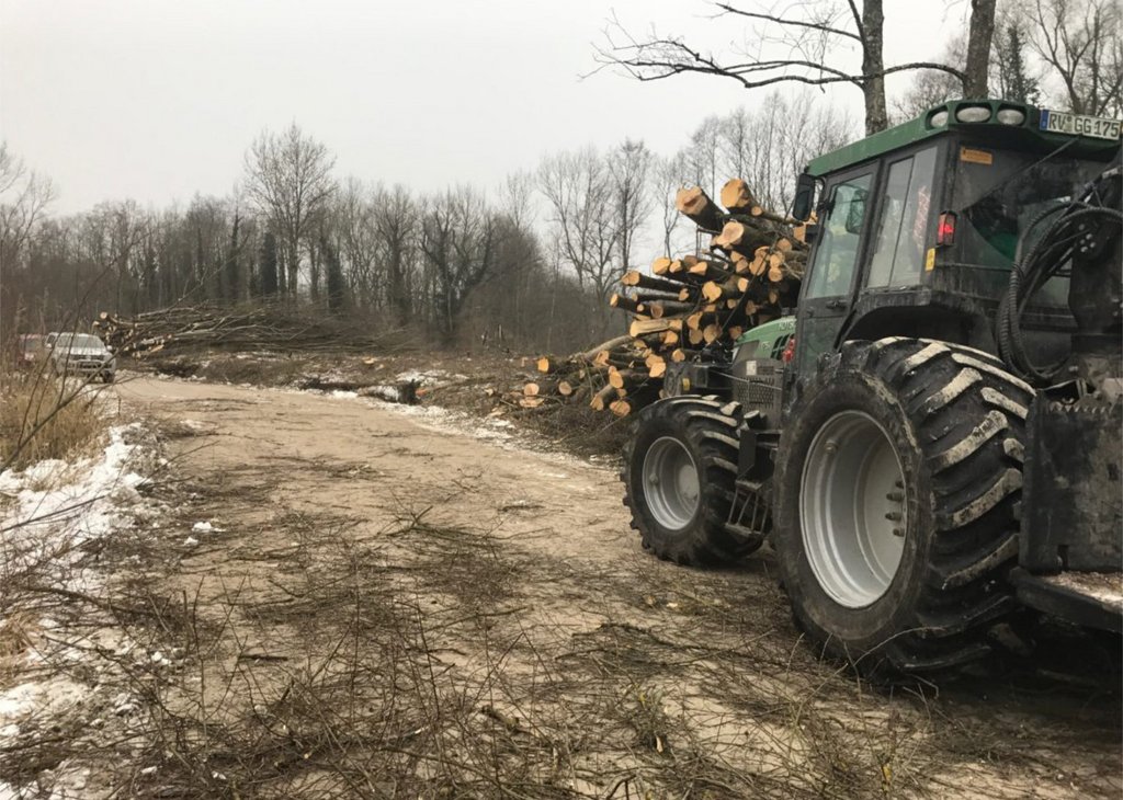 Ein Traktor transportiert frisch geschnittene Baumstämme auf einem matschigen Waldweg, umgeben von kahlen Bäumen im Winter.