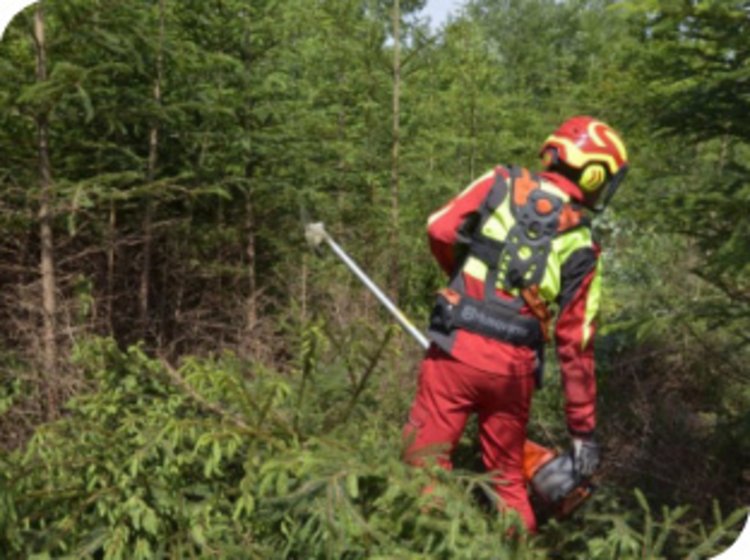 Eine Person in Schutzkleidung und Helm schneidet mit einer Motorsäge Äste in einem dichten Waldstück.