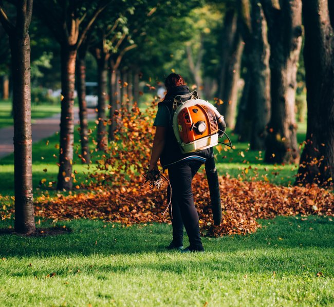 Eine Person nutzt einen Laubbläser, um Herbstlaub in einem Park mit Baumreihen zusammenzufegen. Das grüne Gras und die bunten Blätter zeigen eine herbstliche Atmosphäre.