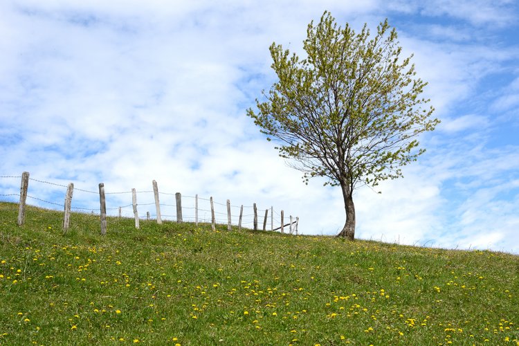 Ein Baum steht auf einer Wiese, davor ist ein einfacher Holzzaun. Am blauen Himmel ziehen weiße Wolken vorbei.