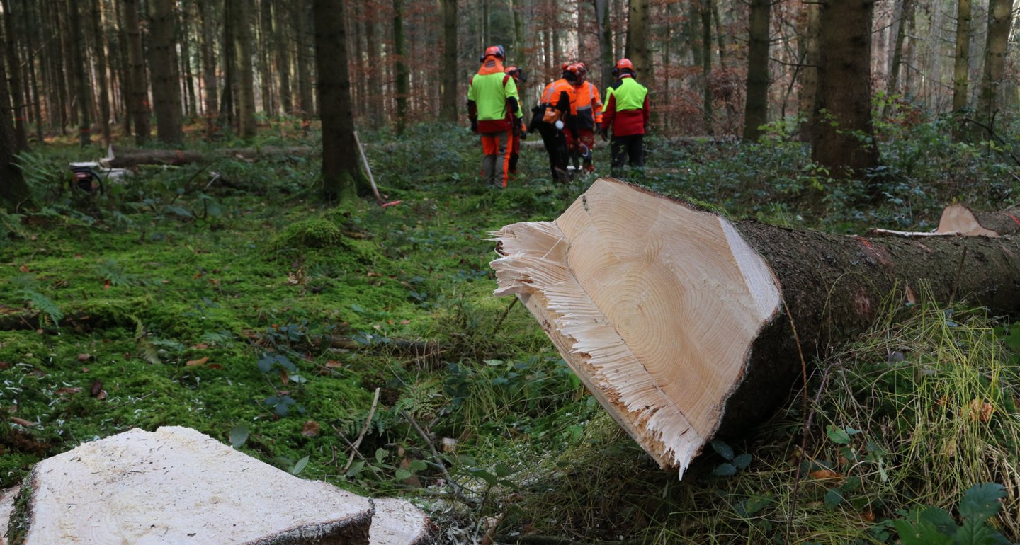 Gefällter Baumstamm liegt im Wald, im Hintergrund gehen vier Waldarbeitende in Schutzkleidung und Helm durch den Wald.