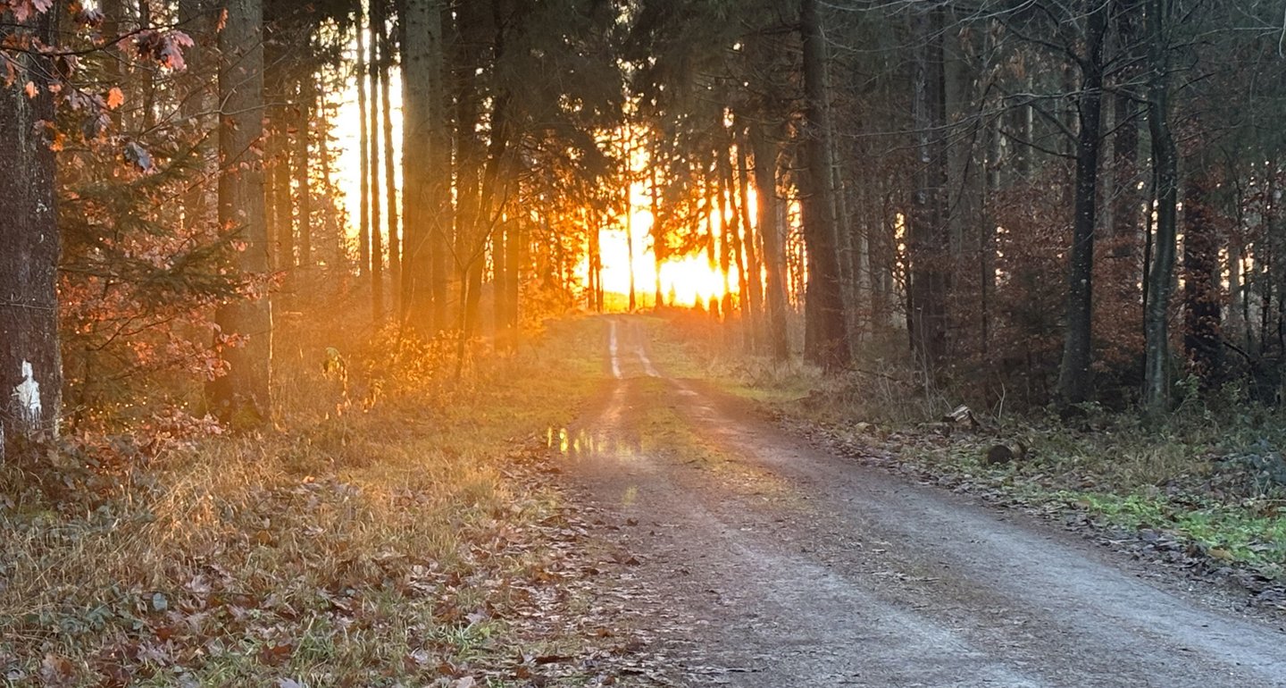 Die Abendsonne scheint durch die Bäume auf einen Waldweg.